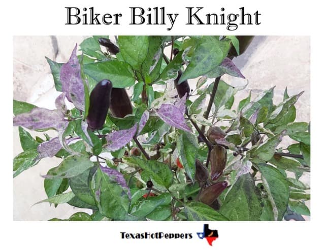 Jalapeno - Biker Billy Knight